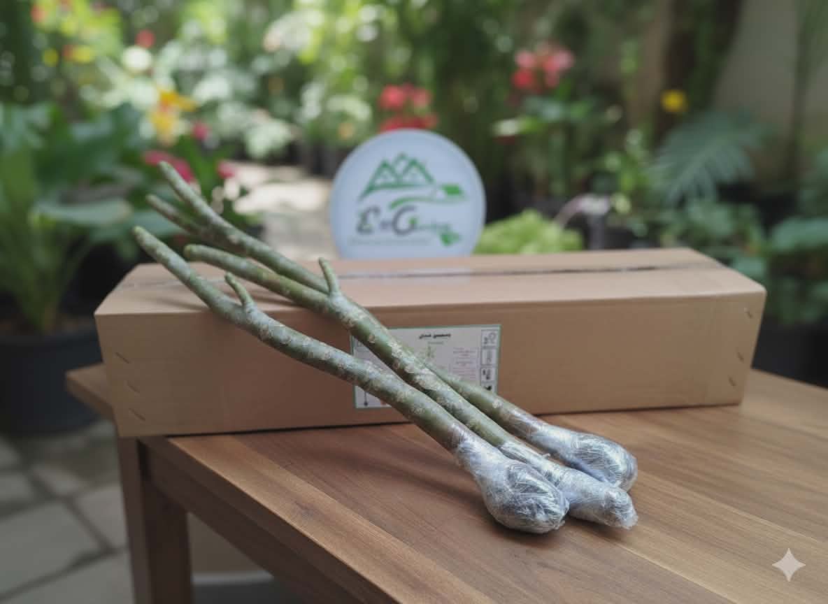 شتلات الياسمين الهندى