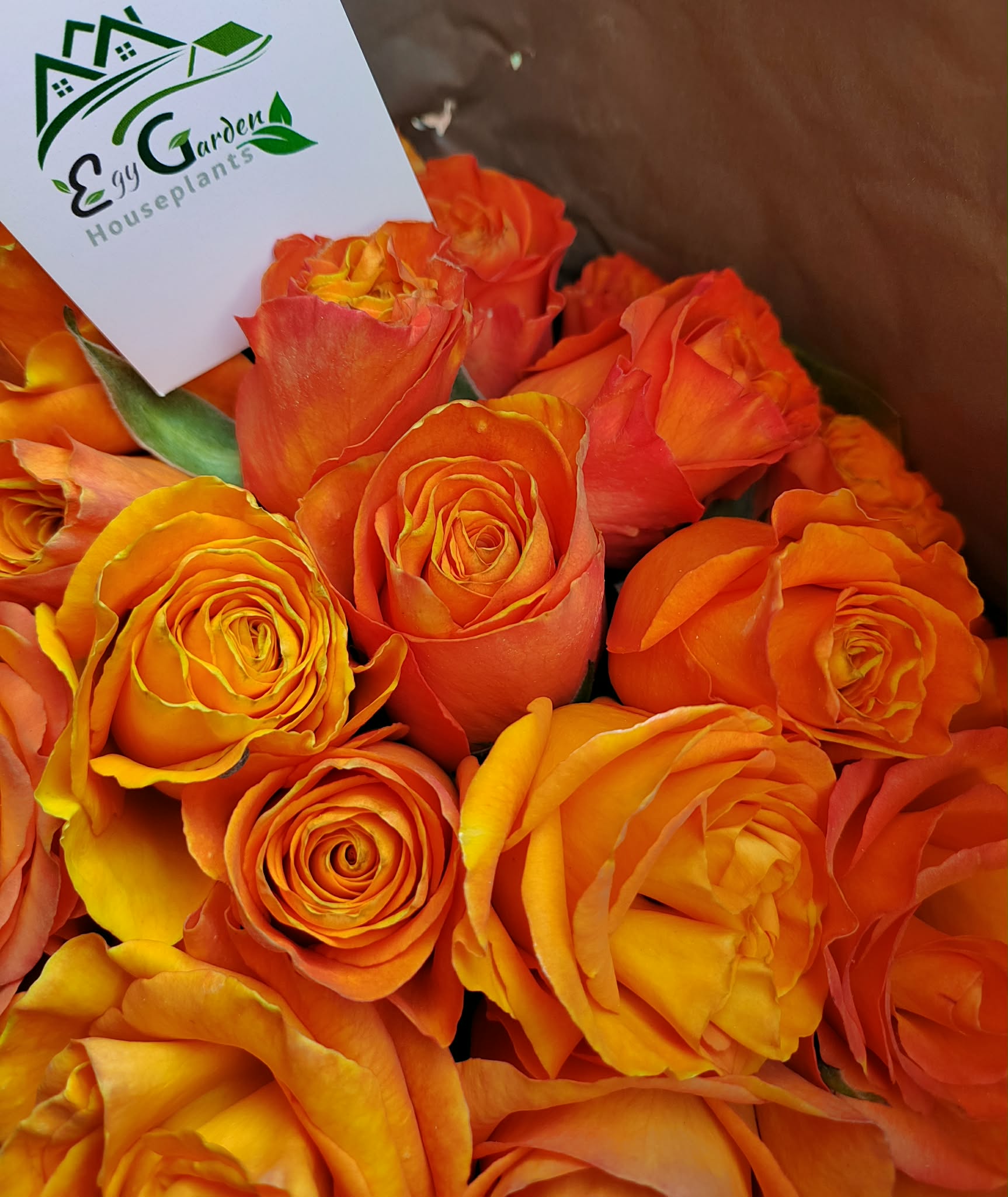 ورد اكوادروي صنف Confidential